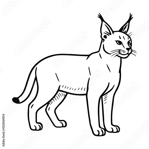 caracal vector realistic line icon on white background
Vector line icon animal, wildlife