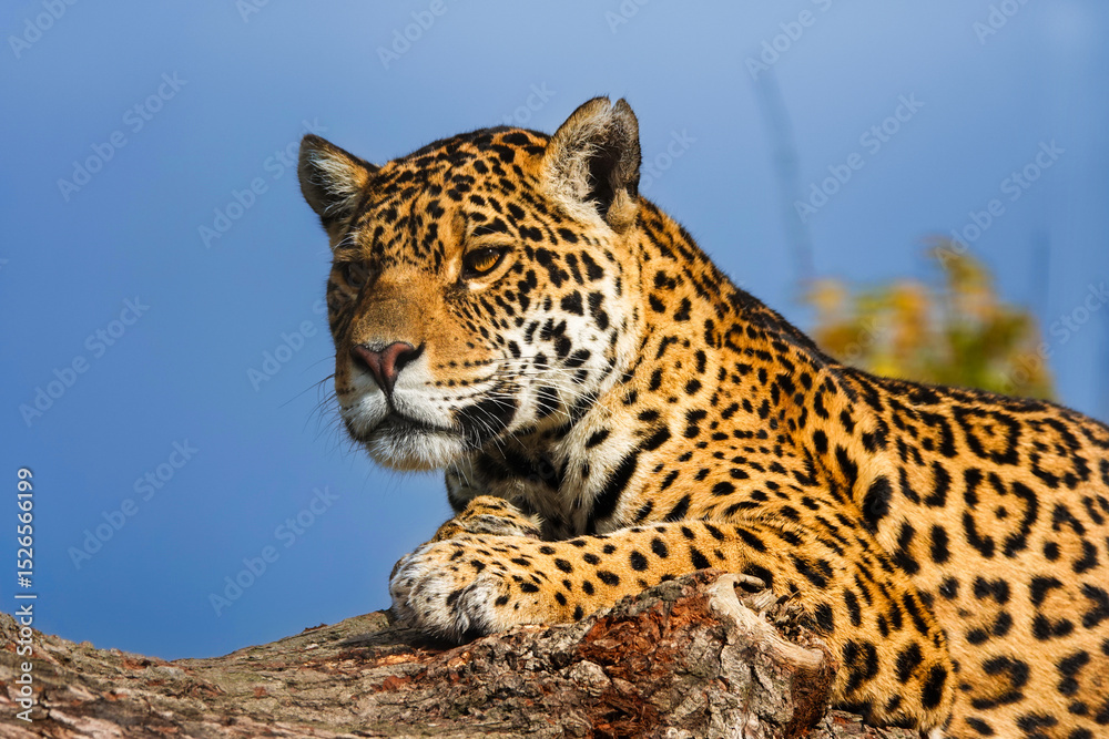 Fototapeta premium Close up of a Jaguar Resting on a Tree
