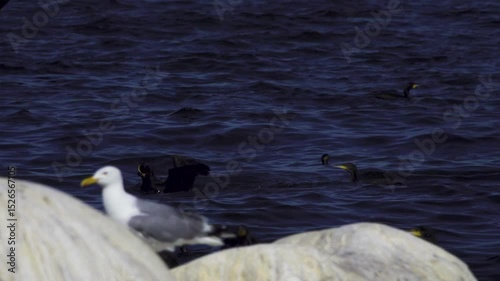 Life of colony of southern cormorant (Phalacrocorax carbo sinensis) in Baltic. Young birds have entered water for first time and dive and wash plumage. Chick extorts food from floating nearby parent