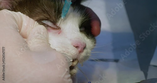 The doctor washes the nasolacrimal canal at the cat. The veterinarian in gloves carefully rinses the nasolacrimal canal in the eye of a cat from a syringe during a medical examination.
