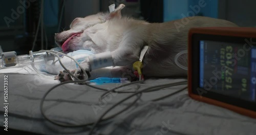 An operating room of a veterinary clinic where a small dog lies on the operating table intubated and connected to a ventilator and a heart monitor receiving intensive care. Dog in the operating room.