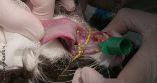Root Canal Anesthesia in Cats: A veterinarian performs a delicate dental procedure by applying local anesthesia to a specific root canal while wearing protective medical gloves.