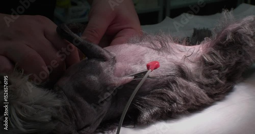 A veterinarian carefully places cardiac monitoring sensors on an anesthetized dog during a surgical procedure in an operating room. The veterinarian hooks the dog up to vital sign monitors.