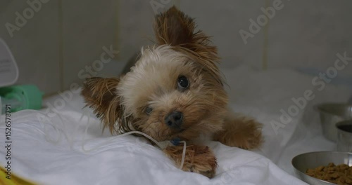 A frightened tired dog undergoes treatment in a veterinary clinic. The dog on a diaper with an intravenous dropper recovers after an illness in a veterinary clinic, demonstrating signs of fatigue.