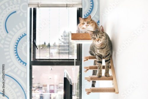 Two cats on cat shelf and stairs. Wall mounted cat perch with 2 cats lying and sitting on it. Cat furniture providing a safe space to hang out. Adult calico cat and tabby kitten. Selective focus.