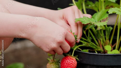 Little girl picking strawberries from a bush