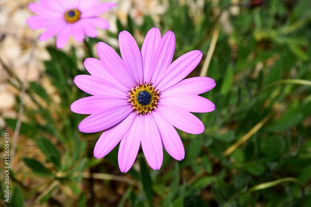 Obraz premium Cape Marguerite, also known as an African Daisy, or Osteospermum.