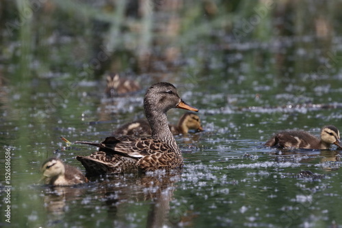 Habitat of wild duck on the Staritsa River near the village of Agro-Pustyn in the Ryazan region photo