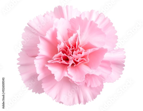 Close-up of a pink flower