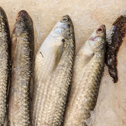 fresh fish on ice