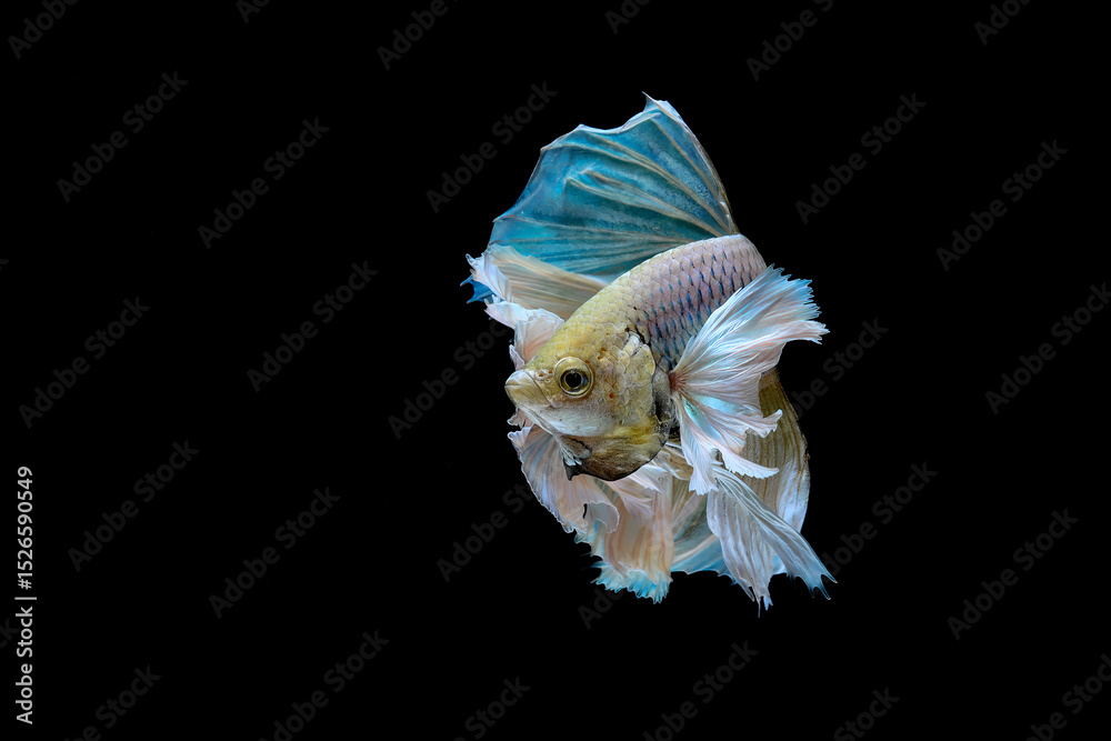 Fototapeta premium potrait of dancing halfmoon bettafish
