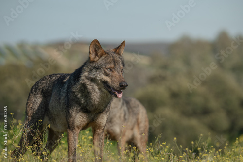 Iberian wolf in the mountains