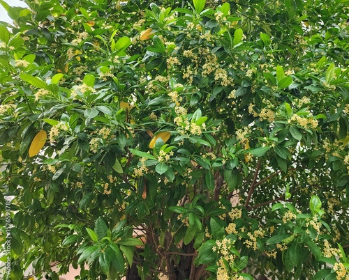 Fagraea fragrans Roxb is a medium to large tree with many fragrant flowers that provide shade along roads and parks.
