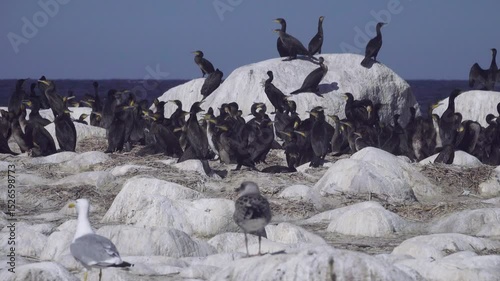 Life of colony of southern cormorant (Phalacrocorax carbo sinensis) in Baltic. Colony of cormorants before the chicks fly out. Many chicks have already left their nests and live on the shore (clubs)
