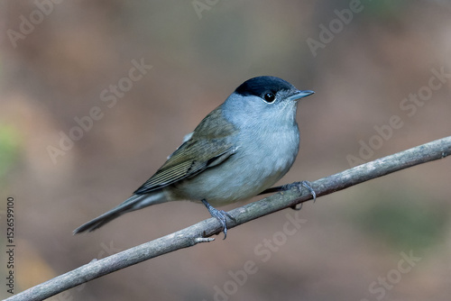 Fotografía Currica capirotada macho