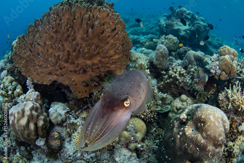 Fototapeta Naklejka Na Ścianę i Meble -  A Broadclub cuttlefish, Sepia latimanus,  swims over a coral reef in the Lesser Sunda Islands. These cephalopods have the ability to perceive 3-dimensional scenes due to their intricate pupil.