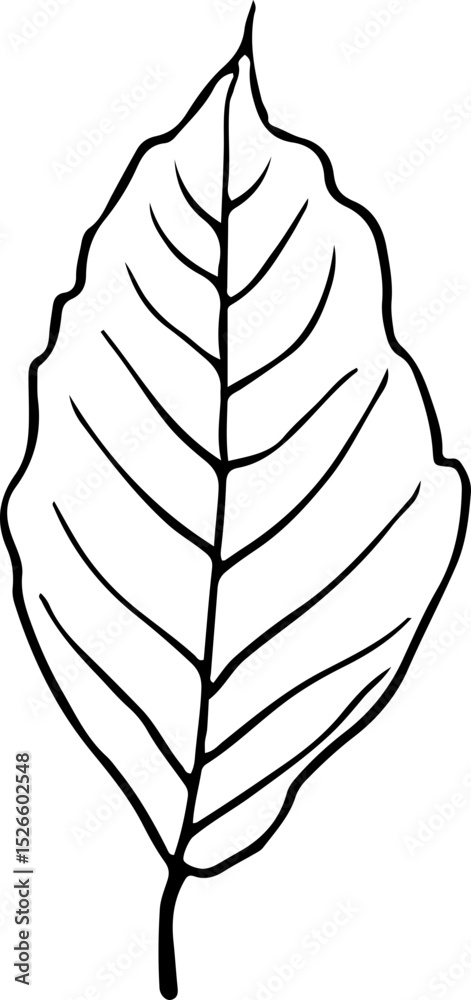 Fototapeta premium leaves