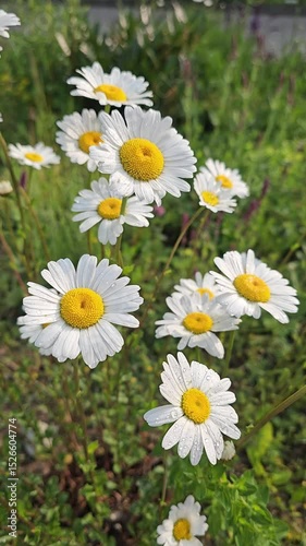 White daisies with morning dew swaying in the wind