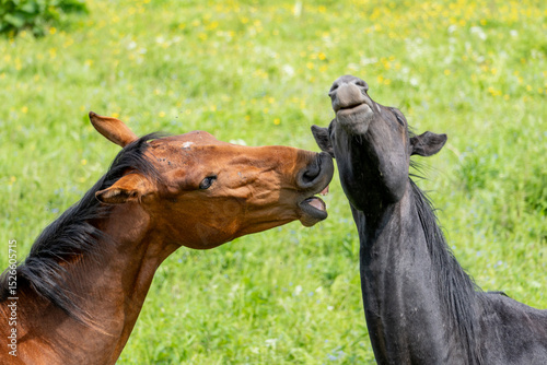 Playful or Aggressive Interaction Between Two Horses – Brown Horse Biting Black Companion in Summer Pasture
