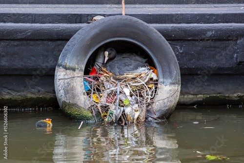 Photography A coot, Fulica, has nested in plastic waste discarded in an Amsterdam canal