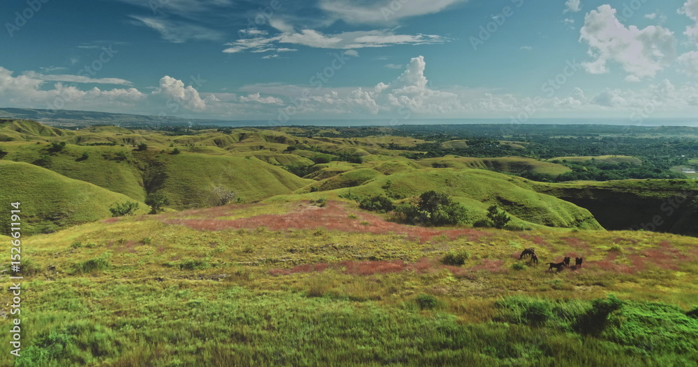 Fototapeta premium Wild horses grazing on colorful meadow with green hills and blue sea on the horizon in Sumba Island, Indonesia, an idyllic landscape captured by drone