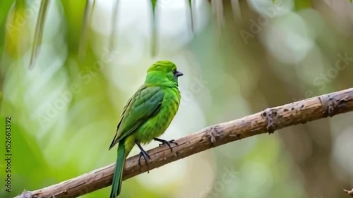 Beautiful Green Bird Perched on Branch in Natural Habitat