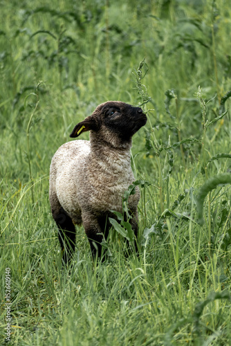 Curious Lamb Standing Alert in Summer Meadow – Black-Faced Young Sheep in Vertical Rural Composition