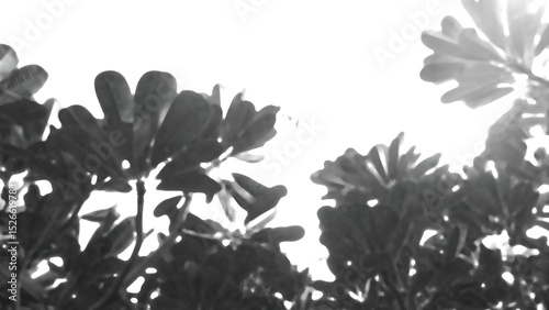 Shadow overlay, mysterious silhouette of tree leaf shadow overlay. calm and tranquil design from natur, ideal for background, texture or botanical pattern on dark backdrop