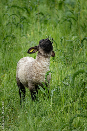 Curious Lamb Standing Alert in Summer Meadow – Black-Faced Young Sheep in Vertical Rural Composition