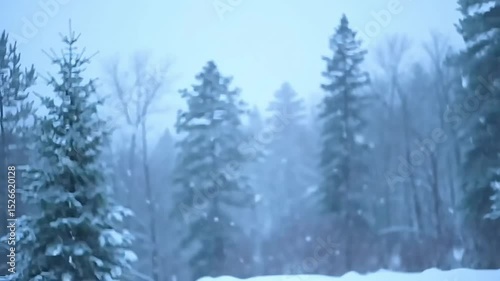 winter forest in the snow