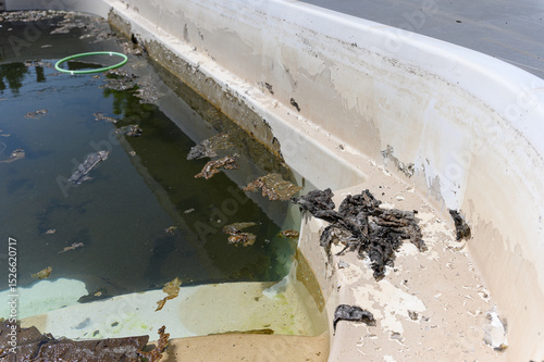 Close-up of a swimming pool with algae, dirty steps, and murky, stagnant water.