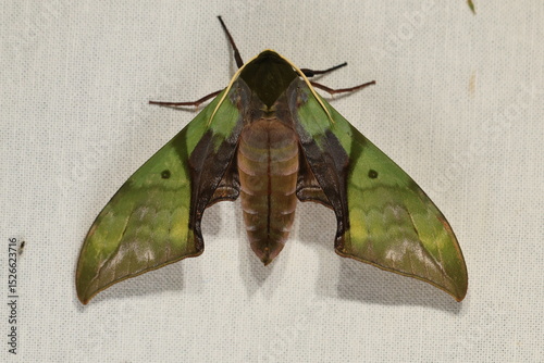 Callambulyx rubricosa (Pink & Green Hawk-Moth)
The topside (recto) forewings are green with darker lines and patterns while the hind-wings are pink with a deep crimson patch. 