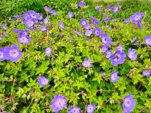 The magic of blooming flowers on a sunny summer day. Purple flowers of geranium rozanne in bloom. Wild small purple flower. 
