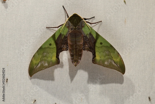Callambulyx rubricosa (Pink & Green Hawk-Moth)
The topside (recto) forewings are green with darker lines and patterns while the hind-wings are pink with a deep crimson patch. 