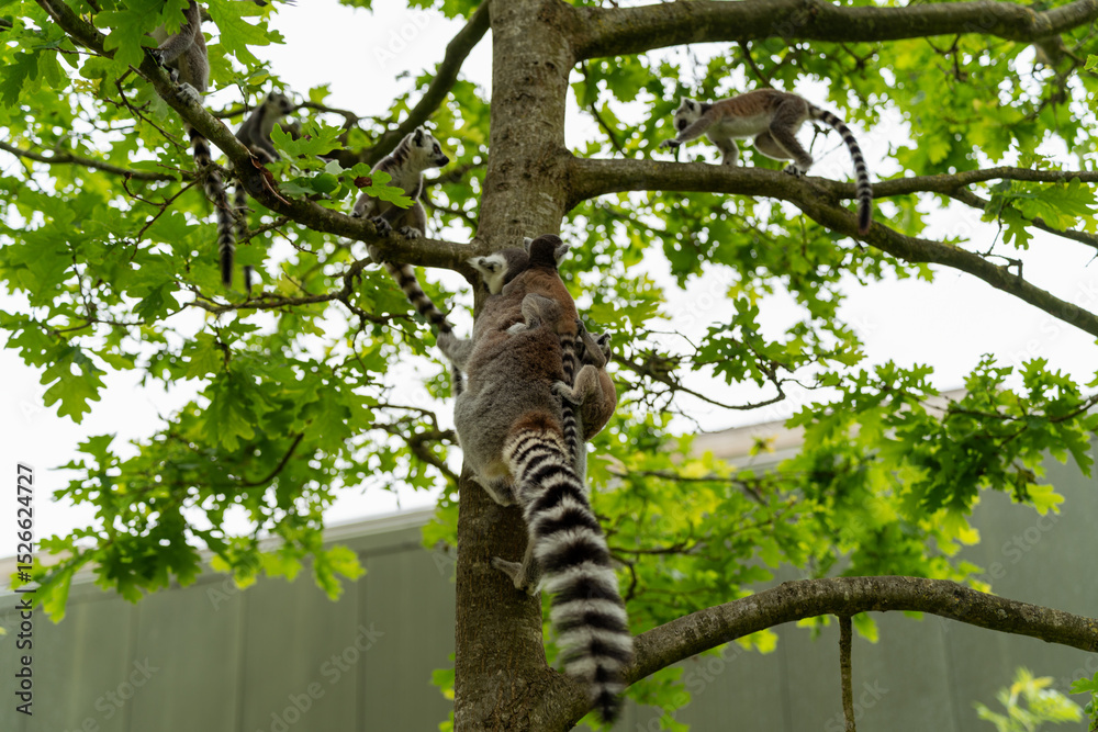 Fototapeta premium lemur on tree with babies