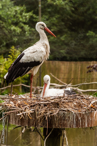 storks in the nest