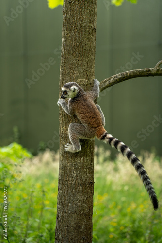 ring tailed lemur on a tree