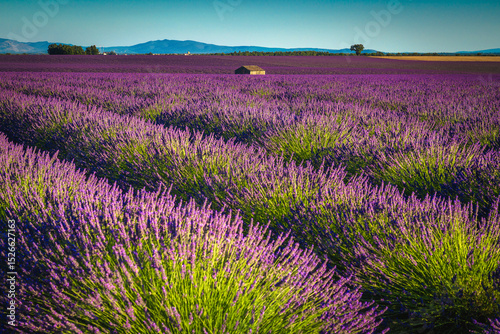 Magnificent purple lavender plantation and countryside landscape, Valensole, France