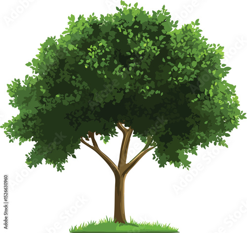 tree isolated on white background