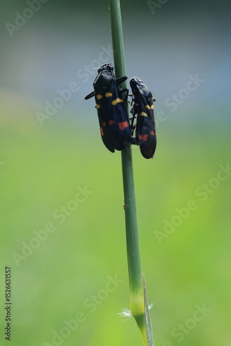 Callitettix versicolor (Black froghopper)  This black beetle has very distinctive red and yellow markings on its wing carapace. 