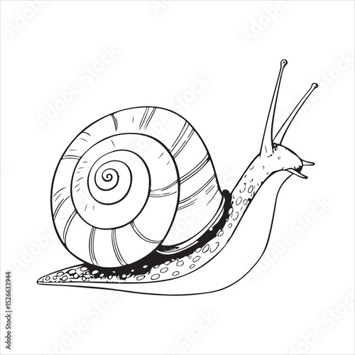 Snail Vector 