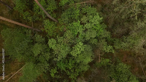Green forest drone view aerial