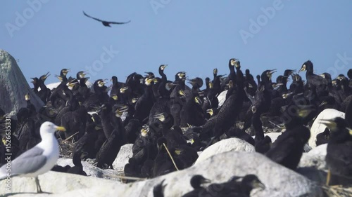 The life of colony of southern cormorant (Phalacrocorax carbo sinensis) in Baltic. First half of fledgling period, Chicks are covered with down in 7-10 days (as shown)