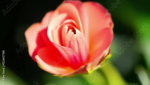 From bud to full bloom. Close-Up of a Vibrant Rose Bud in Soft Focus Against a Green Background
