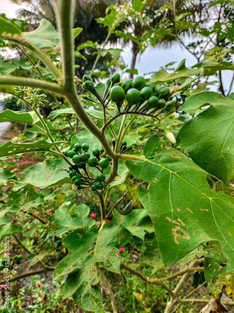 Fototapeta premium View of a pea eggplant plant with small, unripe green berries with green natural background. Vegetable plant solanum torvum with leaves, flowers, and fruits. 