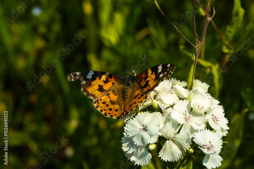 painted lady butterfly /vaessa cardui)  on white flower in summer garden photo
