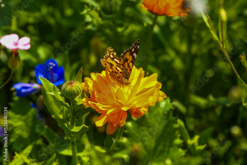 vanessa cardui butterfly feeding on white wildflower, butterfly pollinating yellow  flower in nature