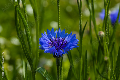 centaurea cyanus flower in green grass field