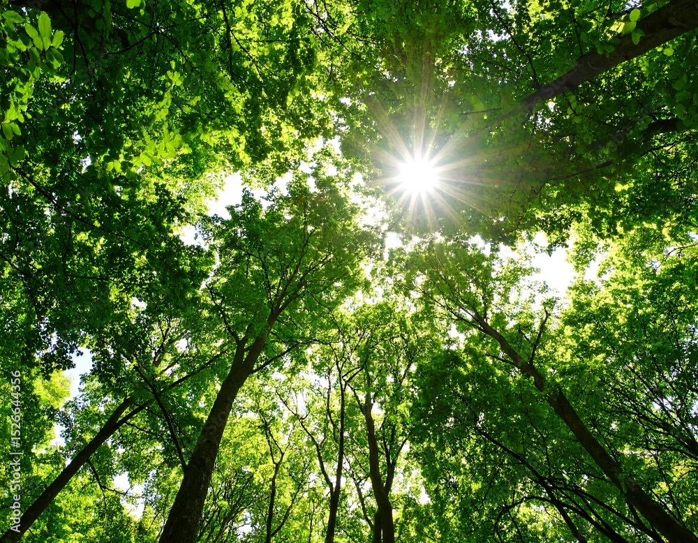Obraz premium Sunlight through lush forest canopy (1)