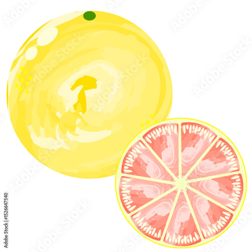 Grapefruit simple icon watercolor style
